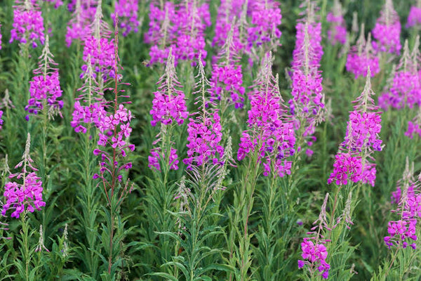 Flower Chulen of Norway
