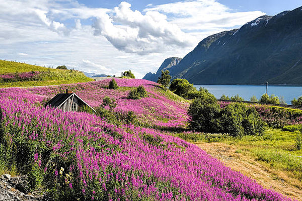 Flower Chulen of Norway