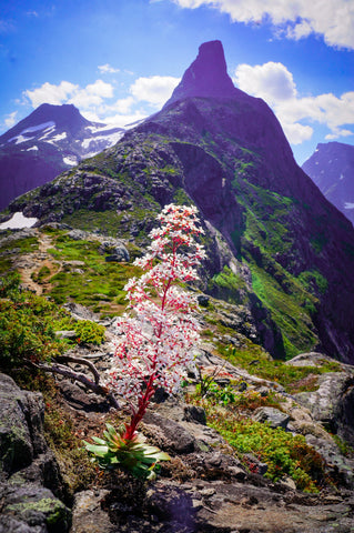 Flower Chulen of Norway