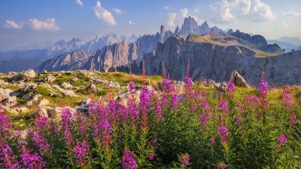 Metok Chulen della Dolomiti - Flower Chulen of the Dolomites